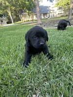 English Labrador Retriever- Yellow Girl, a female Labrador Retriever for sale in Fort Worth, TX – Photo 3 of 8