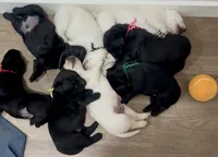 English Labrador Retriever- Purple Boy, a male Labrador Retriever for sale in Fort Worth, TX – Photo 5 of 7