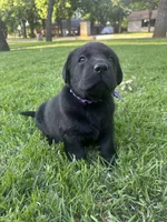 English Labrador Retriever- Purple Boy, a male Labrador Retriever for sale in Fort Worth, TX – Photo 2 of 7
