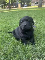 English Labrador Retriever- Purple Boy, a male Labrador Retriever for sale in Fort Worth, TX – Photo 3 of 7
