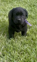 English Labrador Retriever- Purple Boy, a male Labrador Retriever for sale in Fort Worth, TX – Photo 1 of 7