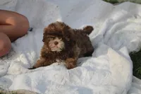Belle Starr, a female Shihpoo for sale in Lowell, AR – Photo 3 of 3