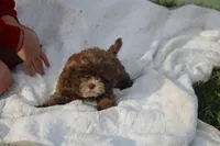 Belle Starr, a female Shihpoo for sale in Lowell, AR – Photo 2 of 3