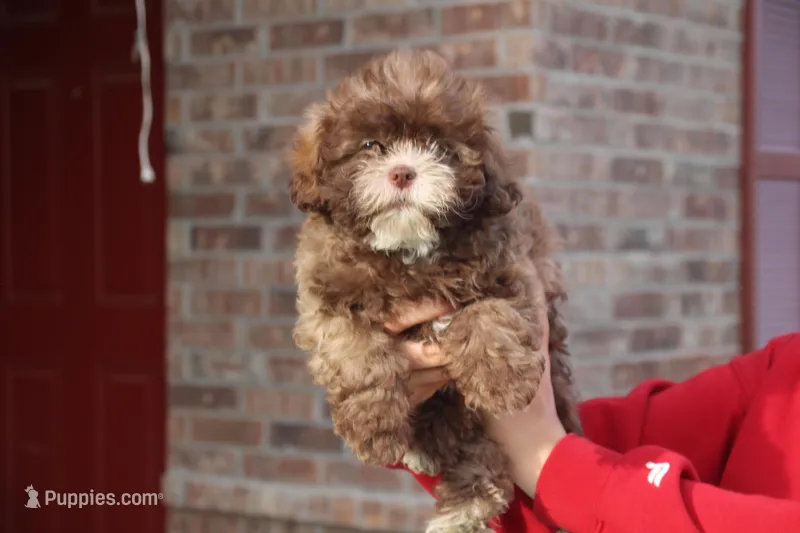 Belle Starr, a female Shihpoo for sale in Lowell, AR – Photo 1 of 3