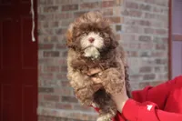 Belle Starr, a female Shihpoo for sale in Lowell, AR – Photo 1 of 3