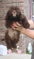 Johnny Cash, a male Shihpoo for sale in Lowell, AR – Photo 2 of 4