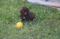 Johnny Cash, a male Shihpoo for sale in Lowell, AR – Photo 4 of 4
