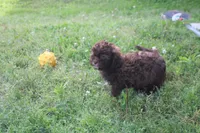 Johnny Cash, a male Shihpoo for sale in Lowell, AR – Photo 1 of 4