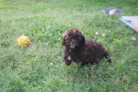Johnny Cash, a male Shihpoo for sale in Lowell, AR – Photo 3 of 4