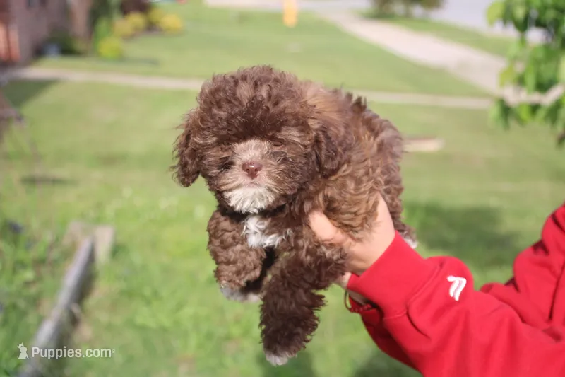 Chester Proudfoot – Shihpoo puppy for sale in Lowell, AR