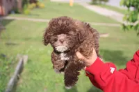 Chester Proudfoot, a male Shihpoo for sale in Lowell, AR – Photo 1 of 2