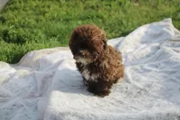 Chester Proudfoot, a male Shihpoo for sale in Lowell, AR – Photo 2 of 2