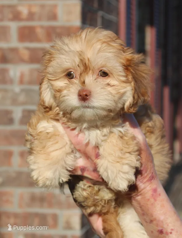 MOLLY – Shihpoo puppy for sale in Lowell, AR