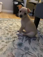 Pomchi 2, a male Pomchi for sale in Salem, OR – Photo 1 of 4