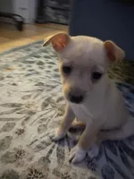 Pomchi 2, a male Pomchi for sale in Salem, OR – Photo 4 of 4