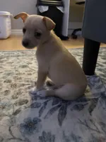 Pomchi 2, a male Pomchi for sale in Salem, OR – Photo 3 of 4