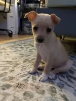 Pomchi 2, a male Pomchi for sale in Salem, OR – Photo 2 of 4