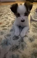 Pomchi1, a male Pomchi for sale in Salem, OR – Photo 2 of 4