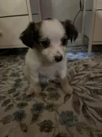 Pomchi1, a male Pomchi for sale in Salem, OR – Photo 4 of 4