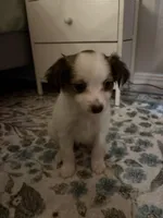 Pomchi1, a male Pomchi for sale in Salem, OR – Photo 3 of 4