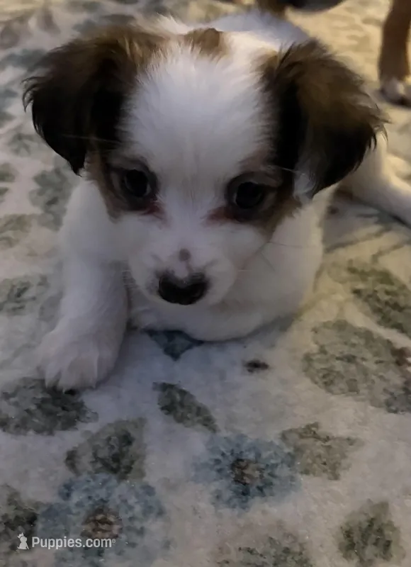 Pomchi1 – Pomchi puppy for sale in Salem, OR