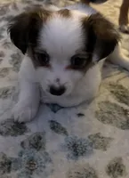 Pomchi1, a male Pomchi for sale in Salem, OR – Photo 1 of 4