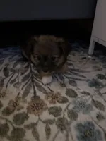 Pomchi 3, a female Pomchi for sale in Salem, OR – Photo 2 of 5