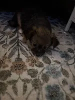 Pomchi 3, a female Pomchi for sale in Salem, OR – Photo 5 of 5