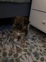 Pomchi 3, a female Pomchi for sale in Salem, OR – Photo 4 of 5