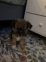 Pomchi 3, a female Pomchi for sale in Salem, OR – Photo 3 of 5