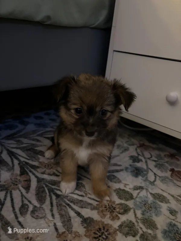 Pomchi 3 – Pomchi puppy for sale in Salem, OR