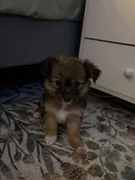 Pomchi 3, a female Pomchi for sale in Salem, OR – Photo 1 of 5