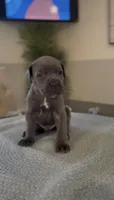 Valor, a male Cane Corso for sale in Great Mills, MD – 9 of 9