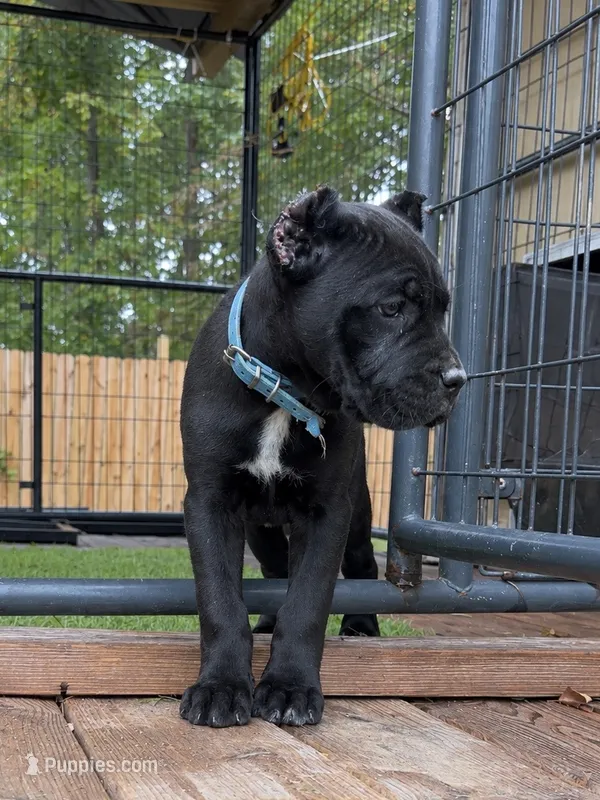 Lotus – Cane Corso puppy for sale in Lusby, MD