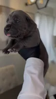 Rebel, a male Cane Corso for sale in Great Mills, MD – 4 of 9