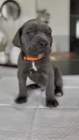 Valor, a male Cane Corso for sale in Great Mills, MD – 3 of 9