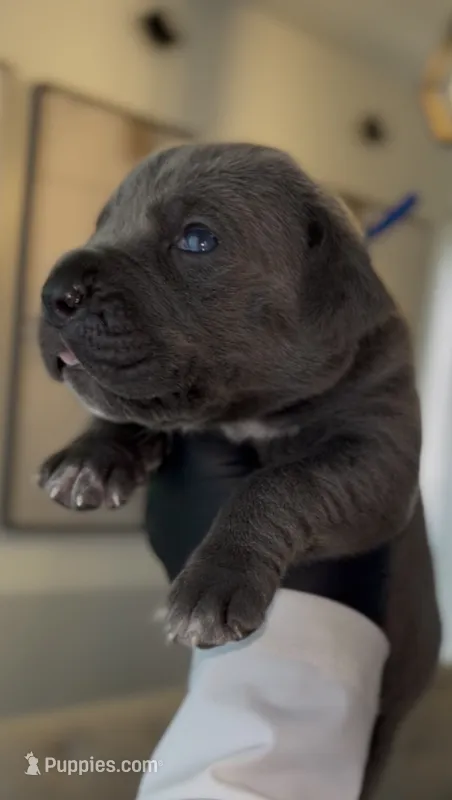 Saber  – Cane Corso puppy for sale in Great Mills, MD