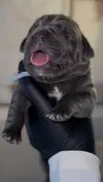 Valor, a male Cane Corso for sale in Great Mills, MD – 2 of 8