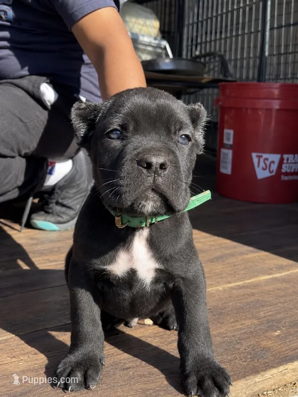 Luxe  – Cane Corso puppy for sale in Lusby, MD