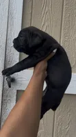 Belle , a female Cane Corso for sale in Great Mills, MD – 4 of 5