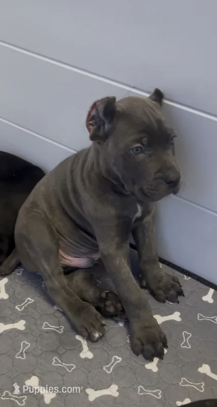 West  – Cane Corso puppy for sale in Great Mills, MD