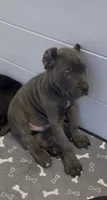 West , a male Cane Corso for sale in Great Mills, MD – 1 of 8