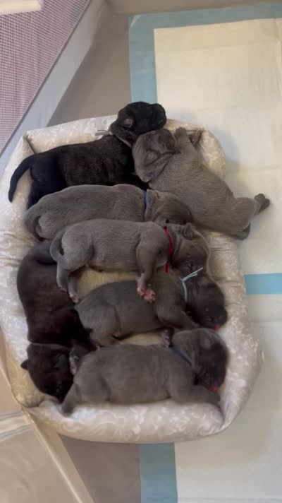 Saber , a male Cane Corso for sale in Great Mills, MD – 3 of 6