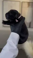 Hydra, a female Cane Corso for sale in Great Mills, MD – 6 of 10