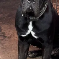 Hydra, a female Cane Corso for sale in Lusby, MD – Photo 7 of 8