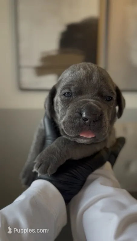 Valor – Cane Corso puppy for sale in Great Mills, MD