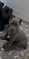 West , a male Cane Corso for sale in Great Mills, MD – 3 of 8