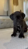 West , a male Cane Corso for sale in Great Mills, MD – 4 of 8