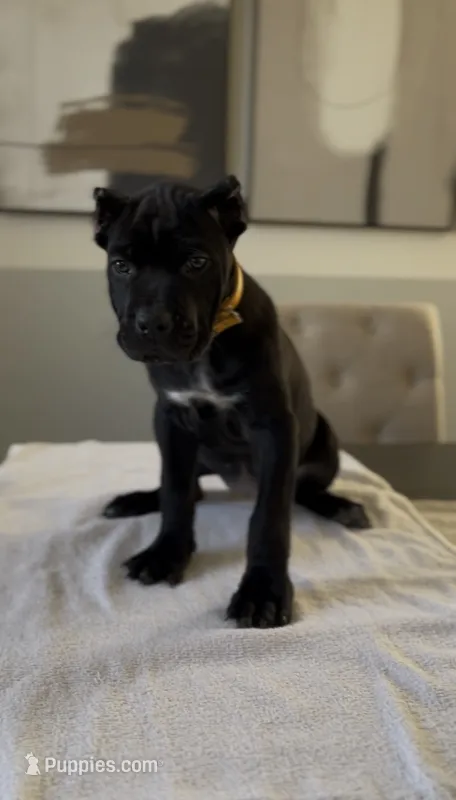 London  – Cane Corso puppy for sale in Lusby, MD