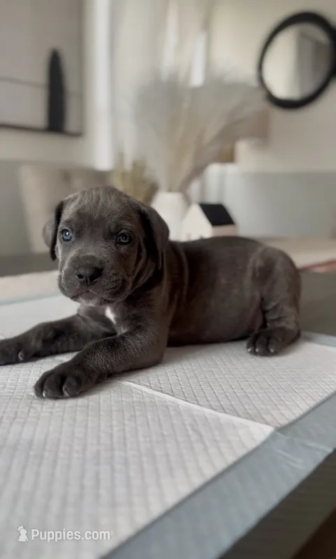 West  – Cane Corso puppy on hold in Great Mills, MD